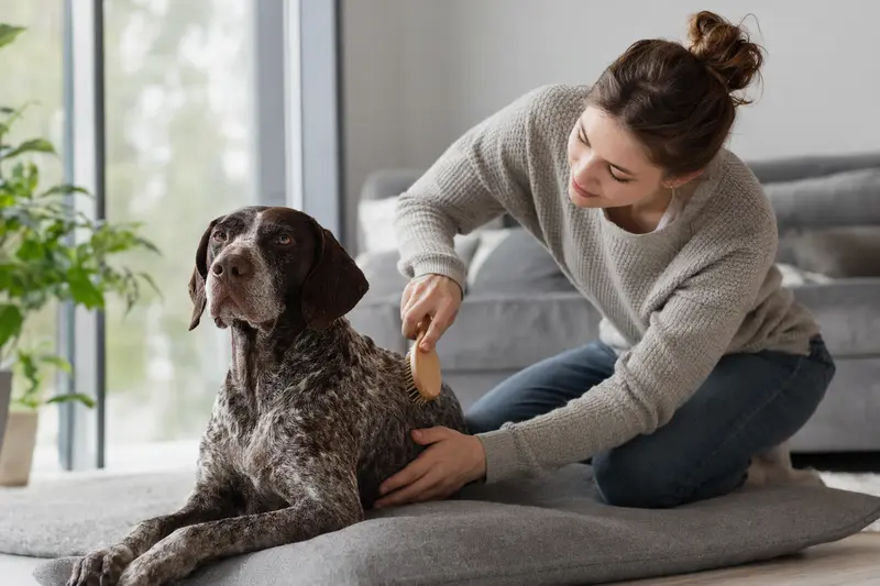 Ein Ungarischer Kurzhaar Hund wird in einer hellen Wohnung sanft gebürstet, während sich der Besitzer liebevoll um die Fellpflege kümmert.