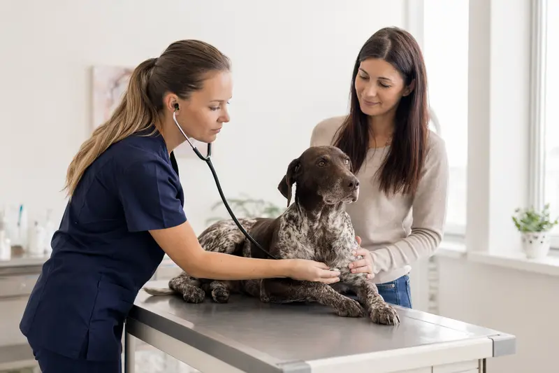 Eine Tierärztin untersucht einen ruhigen Ungarischen Kurzhaar Hund mit dem Stethoskop, während der Besitzer beruhigend danebensteht.