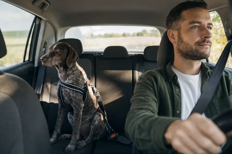 Ein Ungarischer Kurzhaar Hund sitzt sicher angeschnallt auf der Rückbank eines Autos, während der Besitzer ruhig fährt.