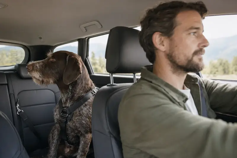 Ein Ungarischer Vorstehhund sitzt sicher angeschnallt auf der Rückbank eines Autos, während der Besitzer ruhig fährt.