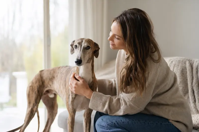 Ungarischer Windhund in aufmerksamem Stand vor hellem Hintergrund, als realistisches Tierportrait mit weichem Licht und klaren Details.