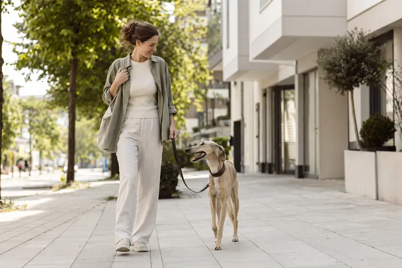 Ein Ungarischer Windhund läuft an der Leine mit seinem Besitzer durch eine freundliche moderne Stadtstraße.