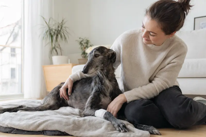Ein Ungarischer Windhund mit leicht verbundenem Pfotenverband liegt ruhig auf einer Decke, während sein Besitzer neben ihm erleichtert sitzt.