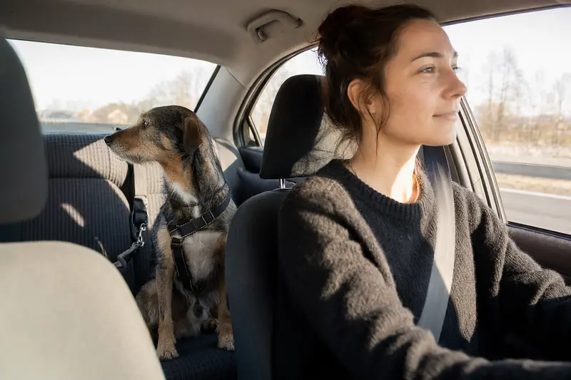 Ein sicher angeschnallter Hund sitzt auf der Rückbank eines Autos, während sein Besitzer ruhig fährt und Sonnenlicht durch das Fenster fällt.