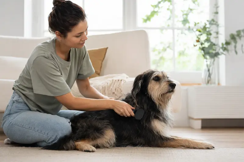 Ein Urrador Hund wird in einer hellen Wohnung sanft gebürstet, während sich sein Besitzer liebevoll um die Fellpflege kümmert.