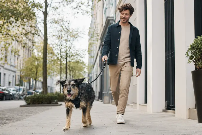 Ein Urrador Hund läuft entspannt an der Leine mit seinem Besitzer durch eine moderne Stadtstraße.
