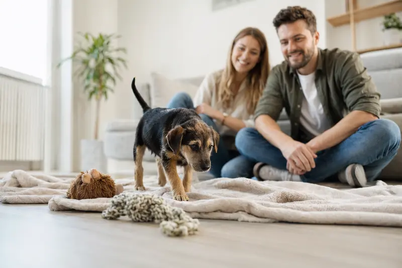 Junger Urrador-Welpe entdeckt neugierig sein neues Zuhause in einer hellen Wohnung mit weicher Decke und Spielzeug im Vordergrund.