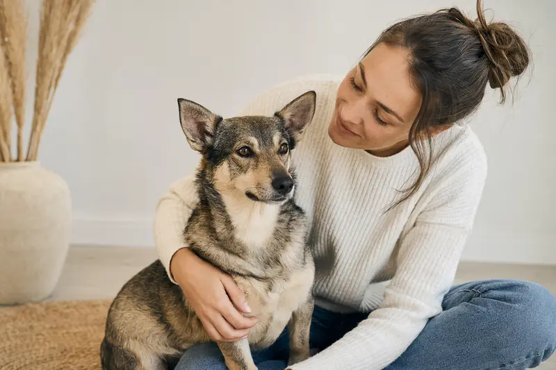 Ein aufmerksamer Vallhund Hund steht in natürlicher Haltung vor hellem Hintergrund und zeigt die typische Fellstruktur der Rasse.