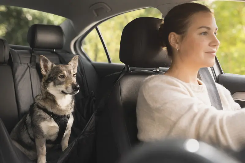 Ein Vallhund sitzt sicher angeschnallt auf der Rückbank eines Autos, während der Besitzer ruhig fährt und Sonnenlicht durch das Fenster fällt.