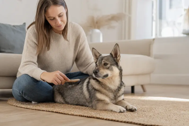 Ein Västgötaspets wird in einer hellen Wohnung liebevoll gebürstet, während sein Besitzer die Fellpflege aufmerksam übernimmt.