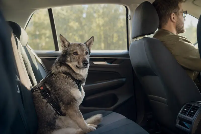 Ein Västgötaspets sitzt sicher angeschnallt auf der Rückbank eines Autos, während der Besitzer ruhig fährt und Sonnenlicht durch das Fenster fällt.