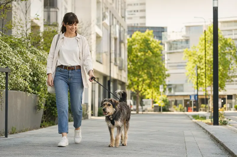 Ein Hund läuft an der Leine mit seinem Besitzer durch eine freundliche Stadtstraße in einer entspannten Alltagssituation.
