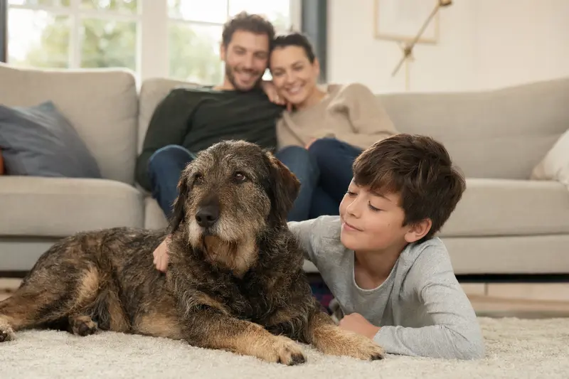 Ein Villano de las Encartaciones liegt entspannt neben einem Kind im Wohnzimmer, während die Eltern im Hintergrund eine sichere Familienatmosphäre schaffen.