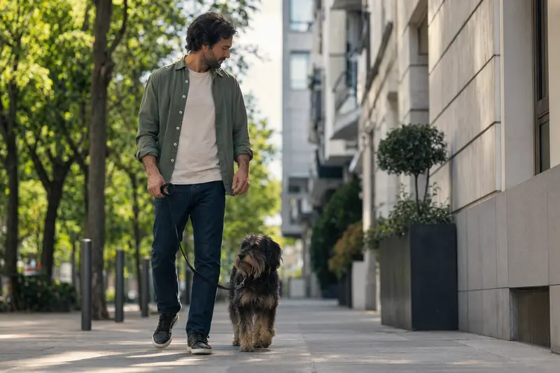 Ein Villanuco de Las Encartaciones Hund geht an der Leine mit seinem Besitzer durch eine moderne Stadtstraße.