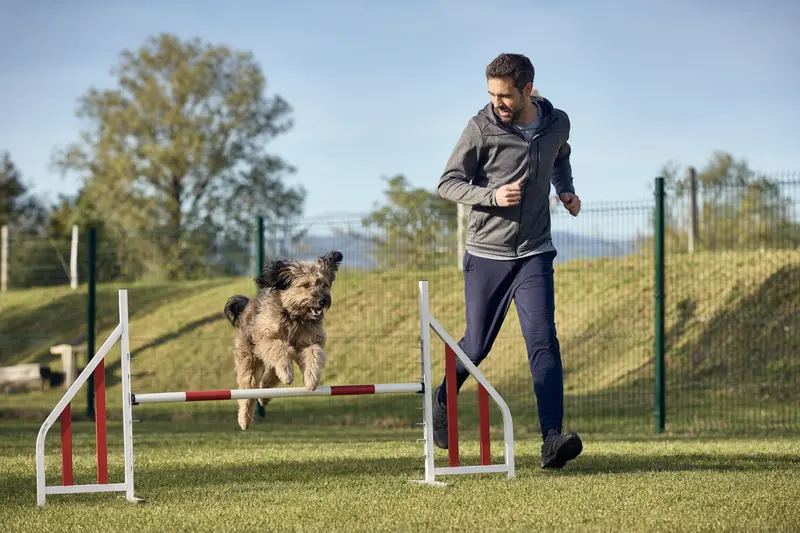 Ein Villanuco de Las Encartaciones übt mit seinem Besitzer auf einem sunny Hundeplatz und überwindet eine Trainingshürde voller Freude.