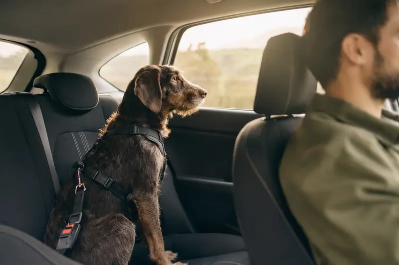 Ein Villanuco de Las Encartaciones Hund sicher angeschnallt auf der Rückbank eines Autos, während sein Besitzer fährt.