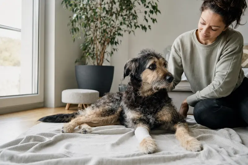 Ein Villanuco de Las Encartaciones Hund mit Verband liegt ruhig auf einer Decke, während sein erleichterter Besitzer ihn pflegt.