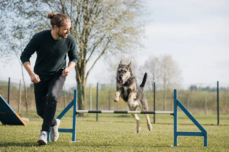 Ein aktiver Viringo Hund springt mit seinem Besitzer über eine kleine Trainingshürde auf dem Hundeplatz.