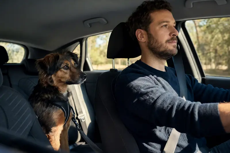 Ein Viringo Hund sitzt sicher angeschnallt auf der Rückbank eines Autos, während der Besitzer entspannt fährt.