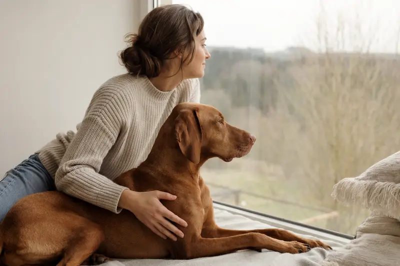 Ein aufmerksamer Vizsla Hund in natürlicher Haltung vor hellem Hintergrund.