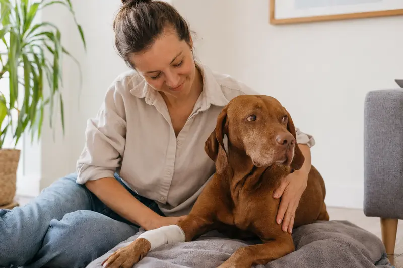 Ein Vizsla Hund mit einem leichten Verband an der Pfote liegt entspannt auf einer Decke, während sein erleichterter Besitzer neben ihm sitzt.