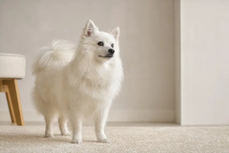 Ein Volpino Italiano Hund steht aufmerksam vor hellem Hintergrund und zeigt seine charakteristische Fellstruktur.