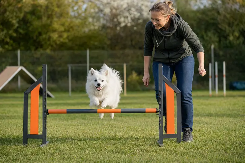 Ein aktiver Volpino Italiano springt mit seinem Besitzer über eine kleine Trainingshürde auf dem Hundeplatz bei sonnigem Sonnenschein.