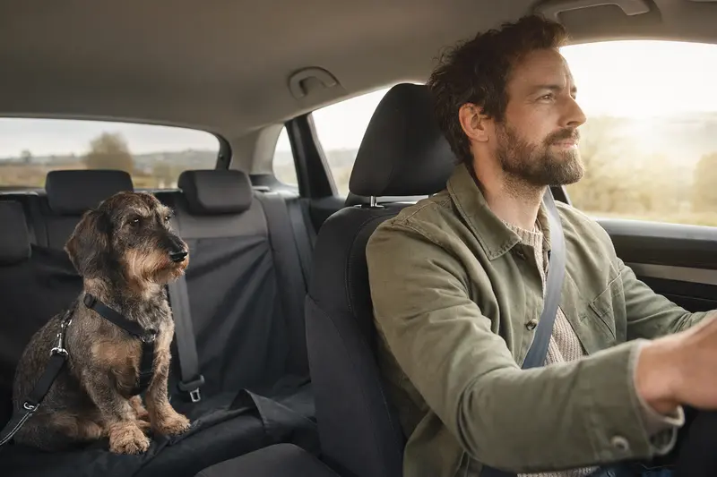 Ein Wachtelhund sitzt sicher angeschnallt auf der Rückbank eines Autos und vermittelt verantwortungsvolle Hundesicherheit beim Autofahren.