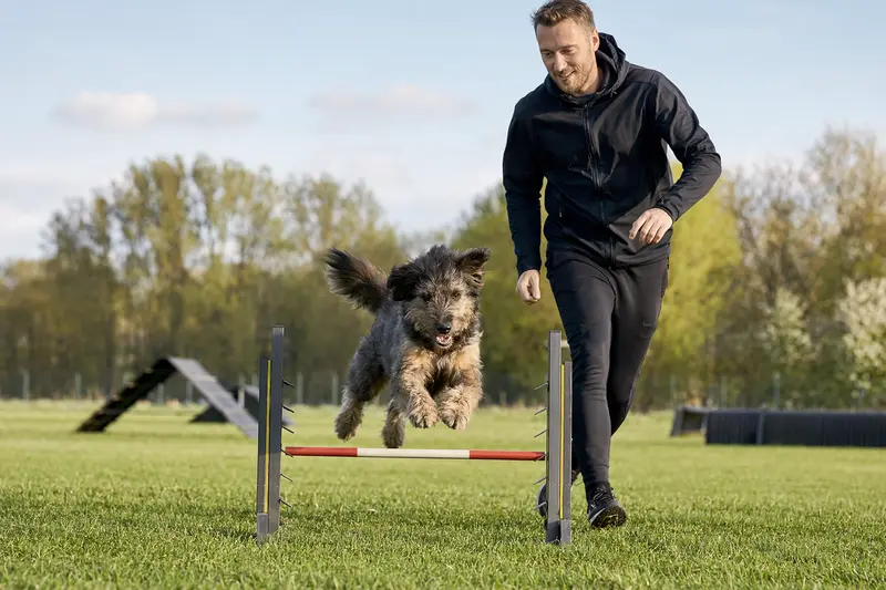 Ein Wäller Hund springt mit seinem Besitzer über eine kleine Trainingshürde auf dem Hundeplatz.