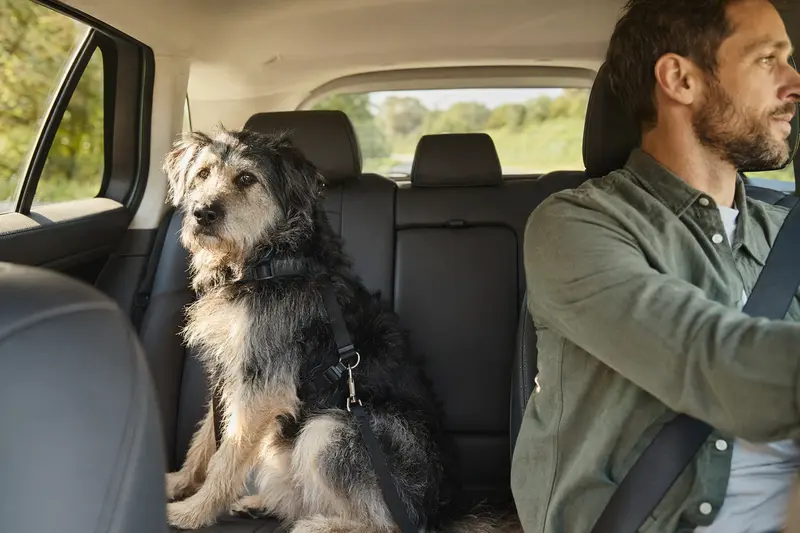 Ein Wäller Hund ist sicher angeschnallt auf der Rückbank eines Autos, während der Besitzer ruhig fährt und Sonnenlicht durch das Fenster strahlt.