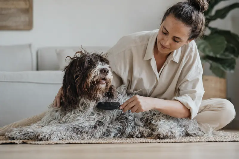 Ein Wasserhund der Romagna wird in einer hellen Wohnung liebevoll gebürstet und gepflegt.