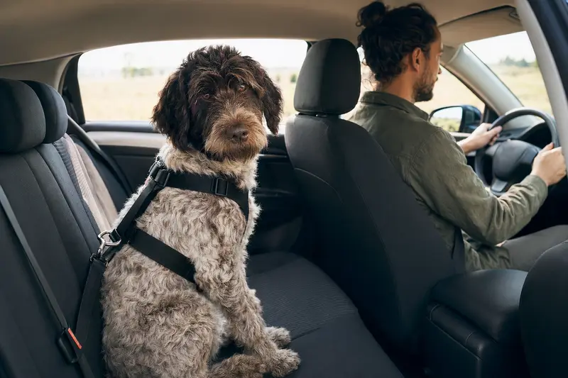 Ein Wasserhund der Romagna sitzt angeschnallt auf der Rückbank eines Autos, während der Besitzer ruhig fährt und Sonnenlicht durch das Fenster fällt.