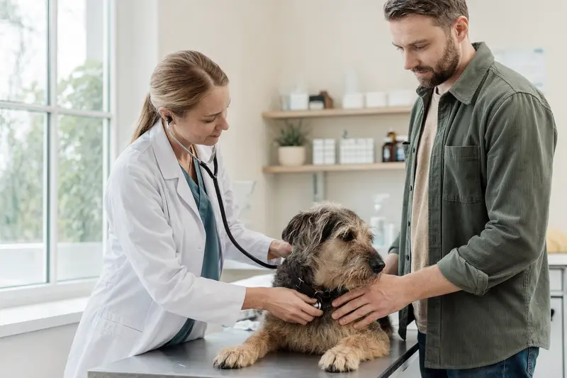 Ein ruhiger Waterside Terrier wird von einer freundlichen Tierärztin in einer modernen Praxis mit einem Stethoskop untersucht, während sein Besitzer beruhigend neben ihm steht.