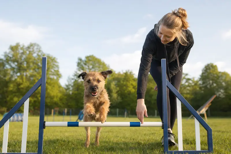 Ein aktiver Waterside Terrier springt mit seinem Besitzer über eine kleine Trainingshürde auf dem Hundeplatz.