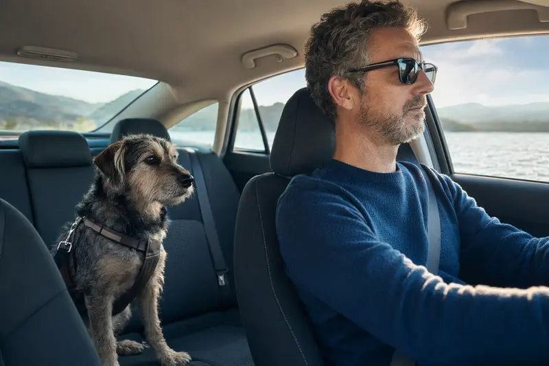 Ein sicher angeschnallter Waterside Terrier Hund auf der Rückbank eines Autos, während der Besitzer fährt.