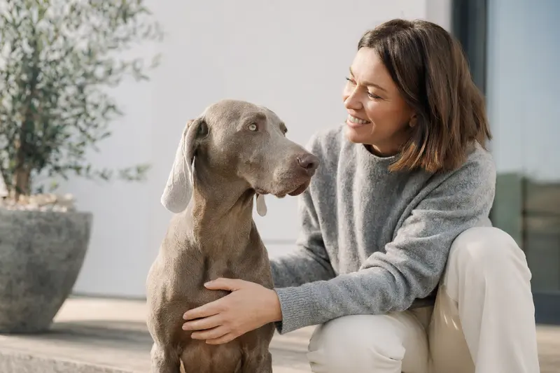 Weimaraner Hund in aufmerksamem Stand vor hellem neutralem Hintergrund, als realistisches Tierportrait mit weichem Licht.