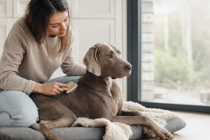 Ein Weimaraner wird in einer hellen Wohnung sanft gebürstet, während sich sein Besitzer liebevoll um die Fellpflege kümmert.