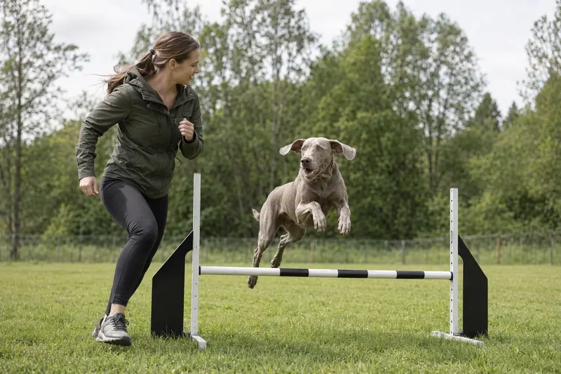 Ein Weimaraner springt beim Hundetraining über eine kleine Hürde auf dem Hundeplatz, während sein Besitzer ihn begleitet.