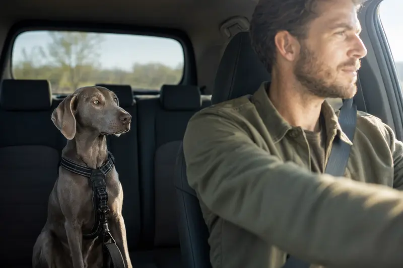 Ein Weimaraner Hund sitzt angeschnallt auf der Rückbank eines Autos, während der Besitzer ruhig fährt.