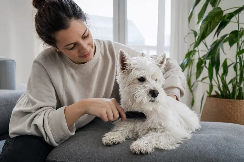 Ein Weißer Hochlandterrier wird zuhause sanft gebürstet, während sich der Besitzer liebevoll um die Fellpflege kümmert.