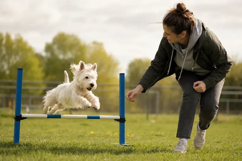 Ein weißer Hochlandterrier springt mit seinem Besitzer über eine kleine Trainingshürde auf dem Hundeplatz.
