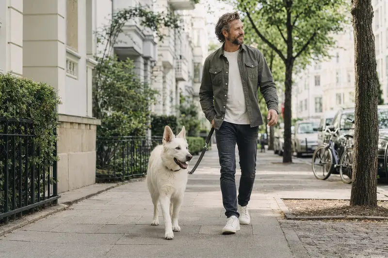 Weißer Schäferhund läuft an der Leine mit seinem Besitzer durch eine freundliche moderne Stadtstraße.