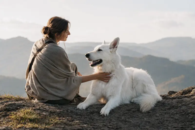 Ein aufmerksamer Weißer Schweizer Schäferhund vor hellem Hintergrund zeigt seine typischen Merkmale.