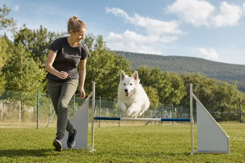 Ein aktiver Weißer Schweizer Schäferhund übt mit seinem Besitzer auf einem Hundeplatz und springt über eine kleine Hürde.