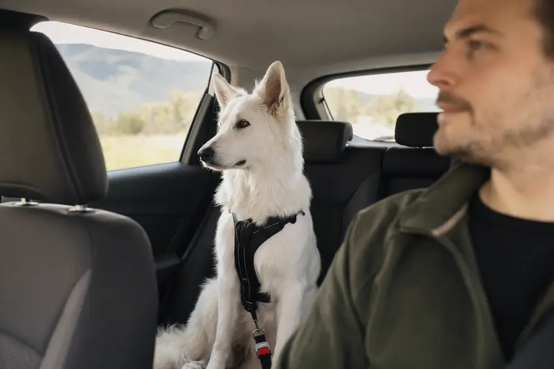 Ein Weisser Schweizer Schäferhund sitzt sicher angeschnallt auf der Rückbank eines Autos und genießt das Sonnenlicht.