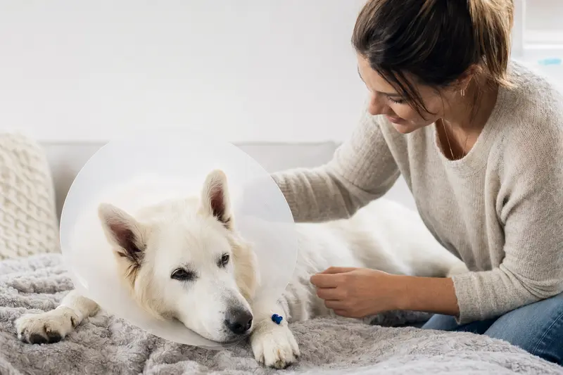 Ein weisser Schweizer Schäferhund in einem medizinischen Schutzkragen ruht sich nach einer Tierarztbehandlung auf einer Decke aus, während der Besitzer ihn beruhigend neben sich hat.