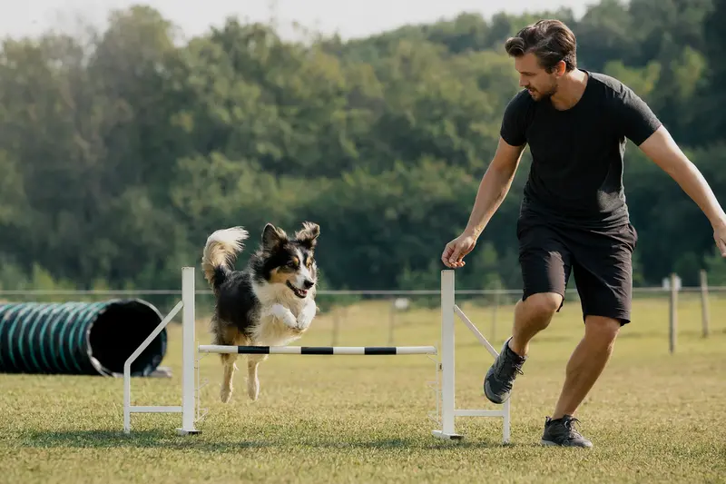 Ein aktiver Welsh Collie trainiert mit seinem Besitzer auf einem Hundeplatz über eine kleine Hürde in sonniger Atmosphäre.