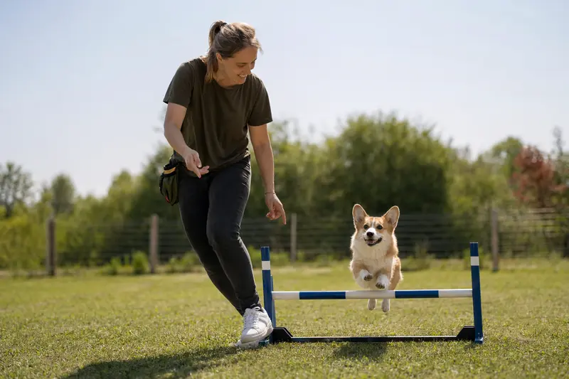 Ein aktiver Welsh Corgi Pembroke springt mit seinem Besitzer über eine kleine Trainingshürde auf dem Hundeplatz.