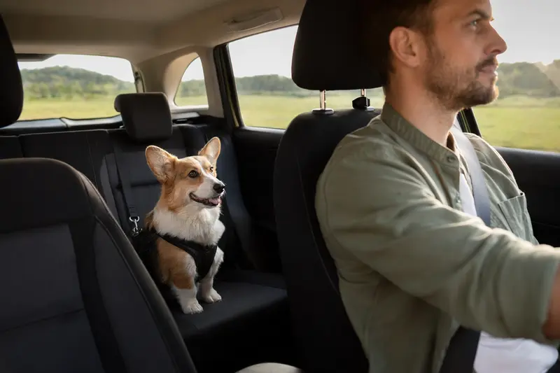 Ein Welsh Corgi Pembroke sitzt angeschnallt auf der Rückbank eines Autos, während der Fahrer ruhig fährt.