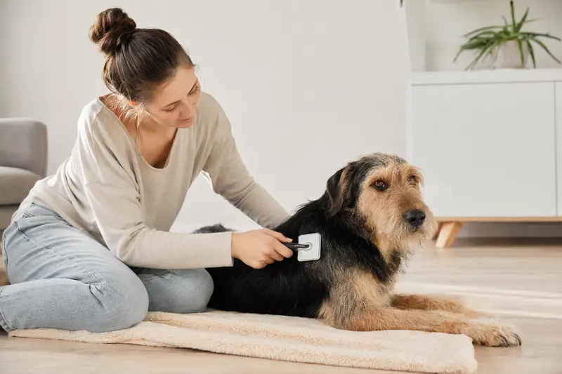 Ein Welsh Hound wird in einer hellen Wohnung von seinem Besitzer sanft gebürstet und gepflegt.